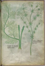Ilustración botánica, c.1440 (tinta y color sobre vitela)