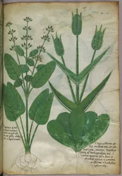 Ilustración botánica, c.1440 (tinta y color sobre vitela)