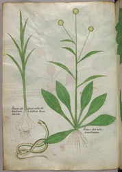 Ilustración botánica, c.1440 (tinta y color sobre vitela)