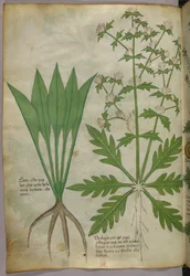 Ilustración botánica, c.1440 (tinta y color sobre vitela)