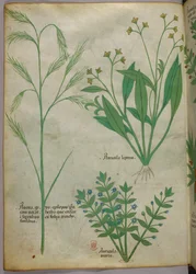 Ilustración botánica, c.1440 (tinta y color sobre vitela)