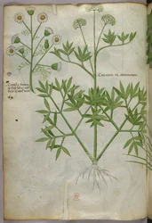 Ilustración botánica, c.1440 (tinta y color sobre vitela)