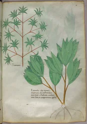 Ilustración botánica, c.1440 (tinta y color sobre vitela)