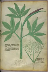 Ilustración botánica, c.1440 (tinta y color sobre vitela)