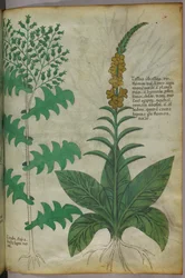 Ilustración botánica, c.1440 (tinta y color sobre vitela)