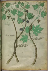 Ilustración botánica, c.1440 (tinta y color sobre vitela)