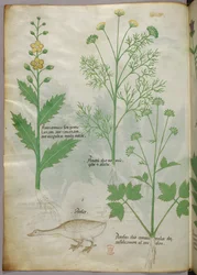 Ilustración botánica, c.1440 (tinta y color sobre vitela)