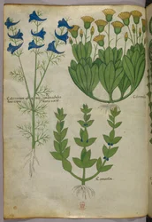 Ilustración botánica, c.1440 (tinta y color sobre vitela)