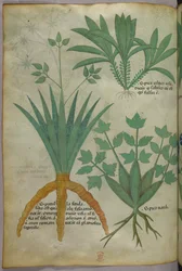 Ilustración botánica, c.1440 (tinta y color sobre vitela)