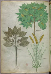 Ilustración botánica, c.1440 (tinta y color sobre vitela)