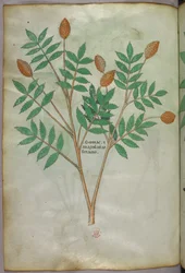 Ilustración botánica, c.1440 (tinta y color sobre vitela)