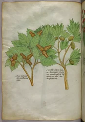 Ilustración botánica, c.1440 (tinta y color sobre vitela)
