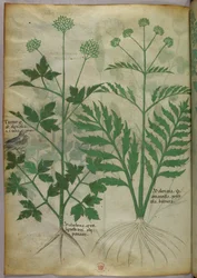 Ilustración botánica, c.1440 (tinta y color sobre vitela)
