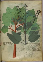 Ilustración botánica, c.1440 (tinta y color sobre vitela)