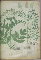 Ilustración botánica, c.1440 (tinta y color sobre vitela)
