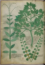 Ilustración botánica, c.1440 (tinta y color sobre vitela)