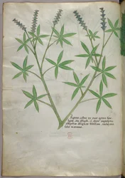 Ilustración botánica, c.1440 (tinta y color sobre vitela)