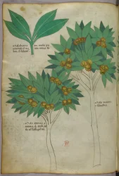 Ilustración botánica, c.1440 (tinta y color sobre vitela)