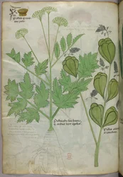 Ilustración botánica, c.1440 (tinta y color sobre vitela)