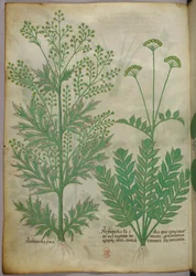Ilustración botánica, c.1440 (tinta y color sobre vitela)