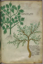 Ilustración botánica, c.1440 (tinta y color sobre vitela)