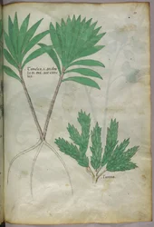 Ilustración botánica, c.1440 (tinta y color sobre vitela)