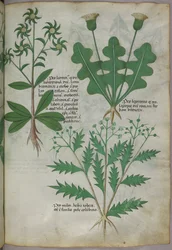 Ilustración botánica, c.1440 (tinta y color sobre vitela)