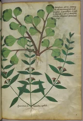 Ilustración botánica, c.1440 (tinta y color sobre vitela)