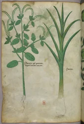 Ilustración botánica, c.1440 (tinta y color sobre vitela)
