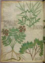 Ilustración botánica, c.1440 (tinta y color sobre vitela)