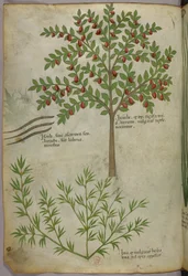 Ilustración botánica, c.1440 (tinta y color sobre vitela)
