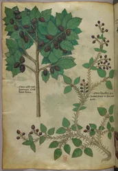 Ilustración botánica, c.1440 (tinta y color sobre vitela)