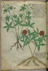 Ilustración botánica, c.1440 (tinta y color sobre vitela)
