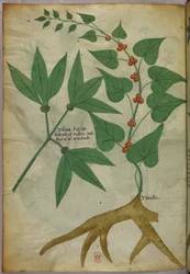 Ilustración botánica, c.1440 (tinta y color sobre vitela)