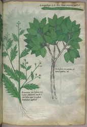 Ilustración botánica, c.1440 (tinta y color sobre vitela)