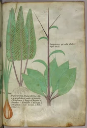 Ilustración botánica, c.1440 (tinta y color sobre vitela)