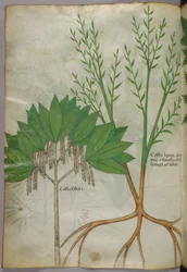 Ilustración botánica, c.1440 (tinta y color sobre vitela)