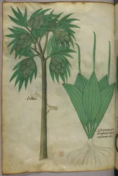 Ilustración botánica, c.1440 (tinta y color sobre vitela)