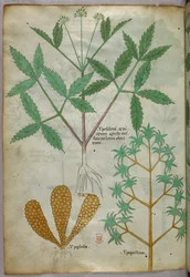 Ilustración botánica, c.1440 (tinta y color sobre vitela)