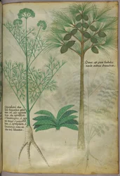 Ilustración botánica, c.1440 (tinta y color sobre vitela)