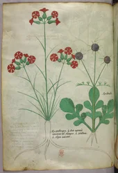 Ilustración botánica, c.1440 (tinta y color sobre vitela)