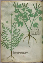 Ilustración botánica, c.1440 (tinta y color sobre vitela)