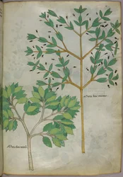 Ilustración botánica, c.1440 (tinta y color sobre vitela)