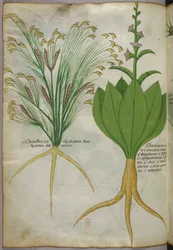 Ilustración botánica, c.1440 (tinta y color sobre vitela)
