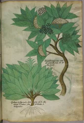 Ilustración botánica, c.1440 (tinta y color sobre vitela)