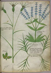 Ilustración botánica, c.1440 (pergamino), c.1440 (tinta y color sobre vitela)