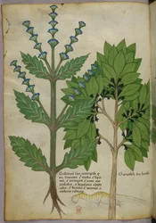 Ilustración botánica de Herbal, Tractatus de Herbis, Sloane 4016 f.39v, c.1440 (tinta y color sobre vitela)