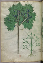 Ilustración botánica de un árbol frutal y una planta, c.1440 (tinta y color sobre vitela)