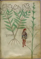 Ilustración botánica de una planta y un hombre orinando en una maceta, c.1440 (tinta y color sobre papel)
