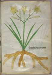 Ilustración botánica de una planta, c.1440 (tinta y color sobre vitela)